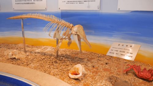 探秘青島銀色世紀(jì)海洋生物博物館 解鎖海洋生物的奧秘與產(chǎn)業(yè)新動(dòng)能